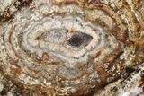 Stromatolite Covered Petrified Yew (Taxus) Slab - Nevada #164544-1